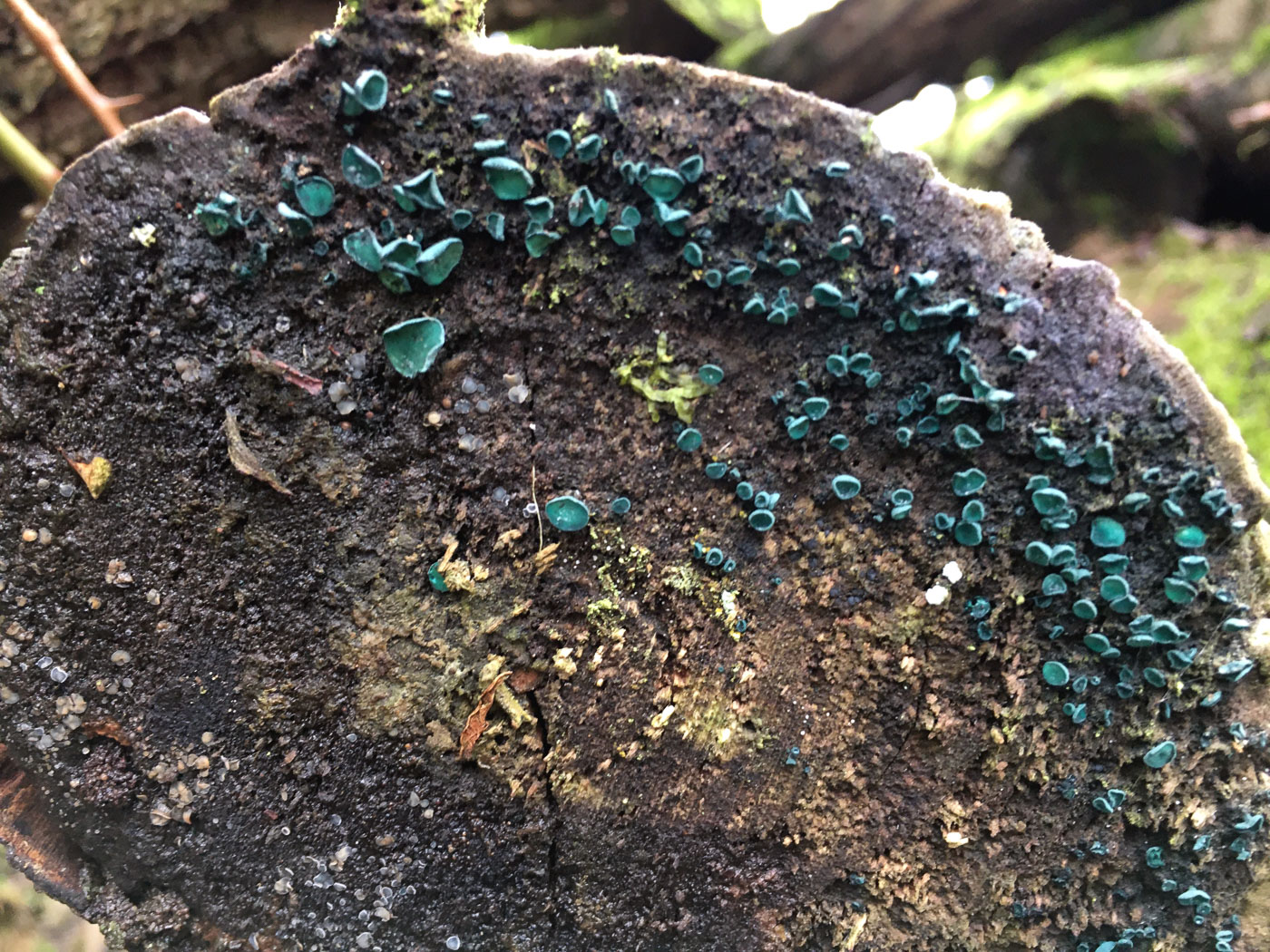 Photo by Joanna Dodsworth Chlorociboria aeruginascens by Joanna Dodsworth
